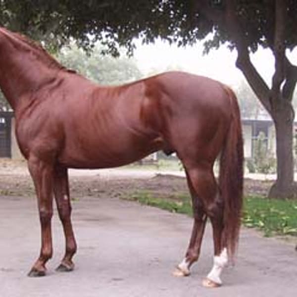 Safkan İngiliz