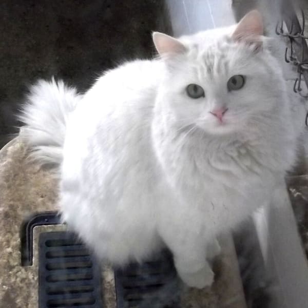 Ankara Kedisi (Turkish Angora)