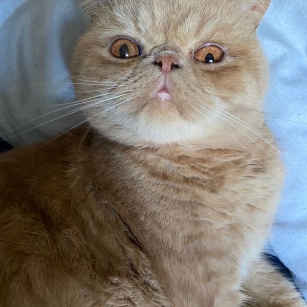Exotic Shorthair