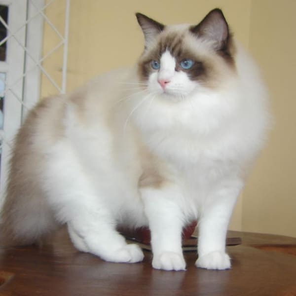 Ragdoll