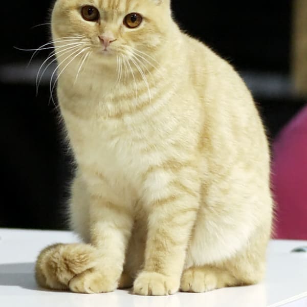 Scottish Fold
