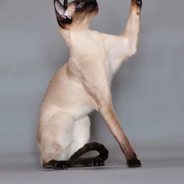 Siyam (Siamese)