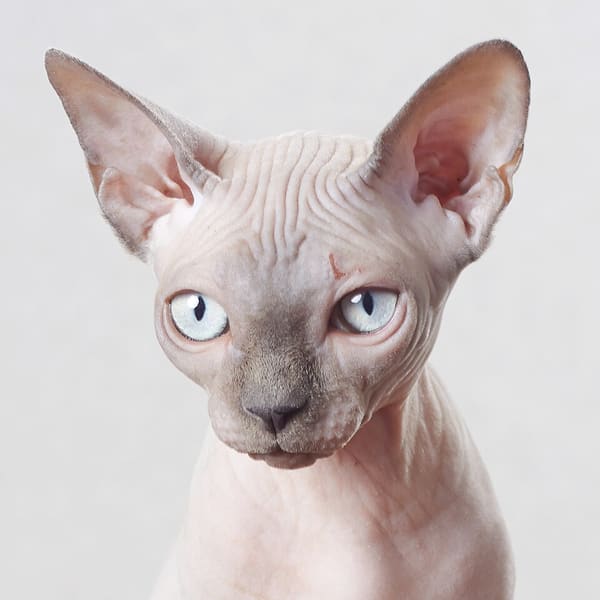 Sphynx