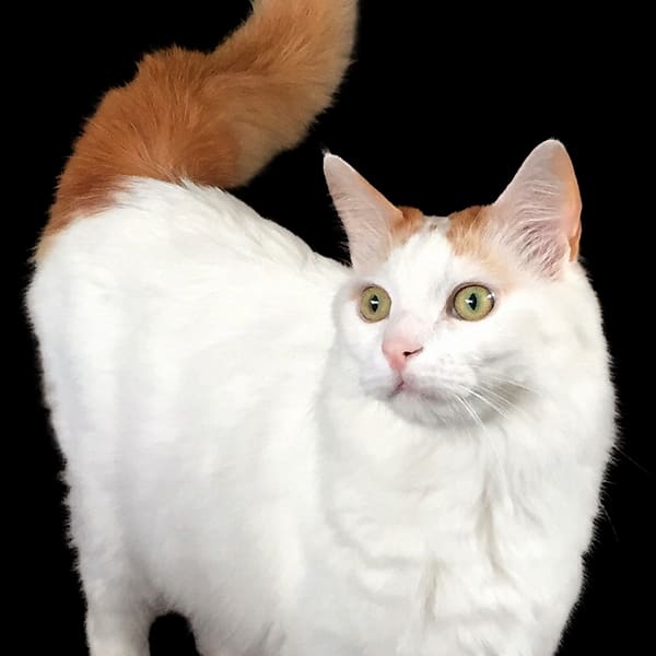 Van Kedisi
