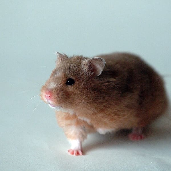 Hamster (Suriye / cüce)
