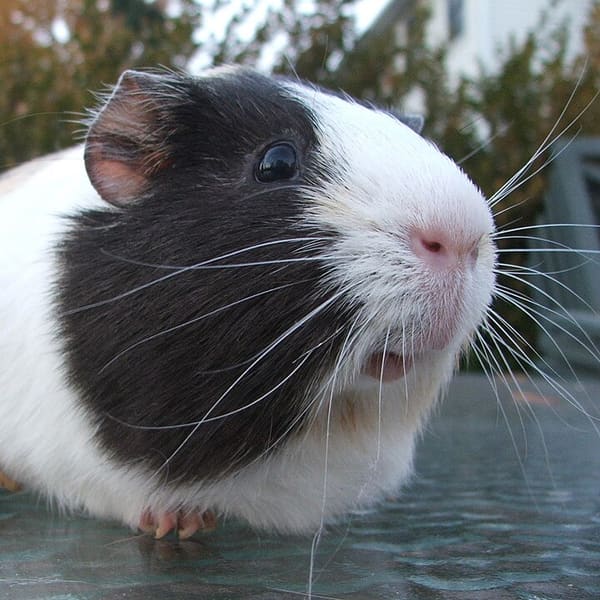 Guinea pig (Kobay)