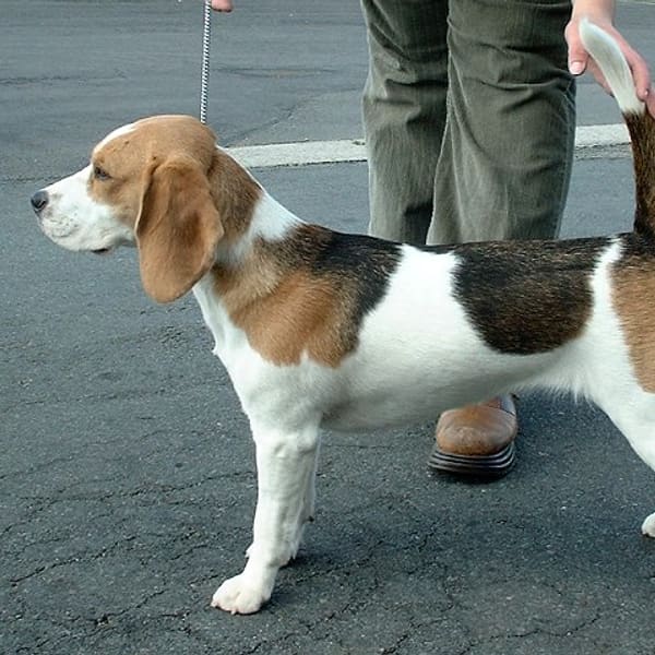 Beagle