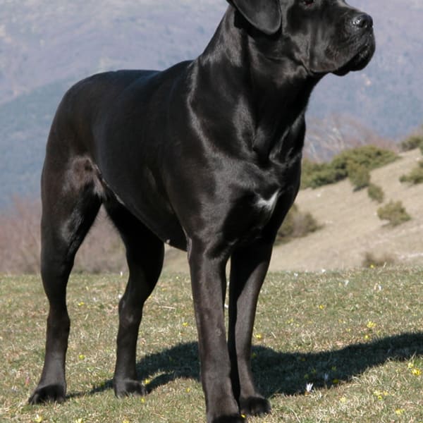 Cane Corso