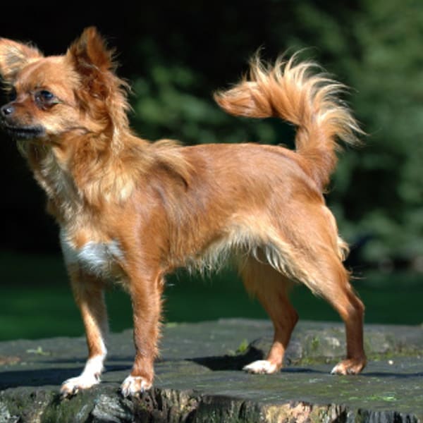 Chihuahua