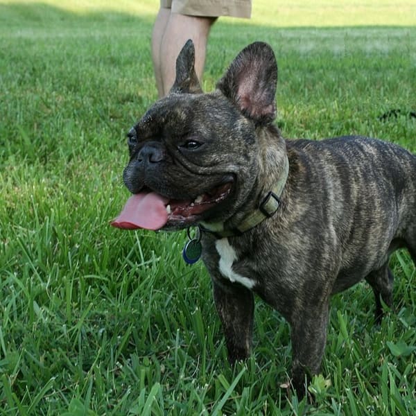 Fransız Bulldog