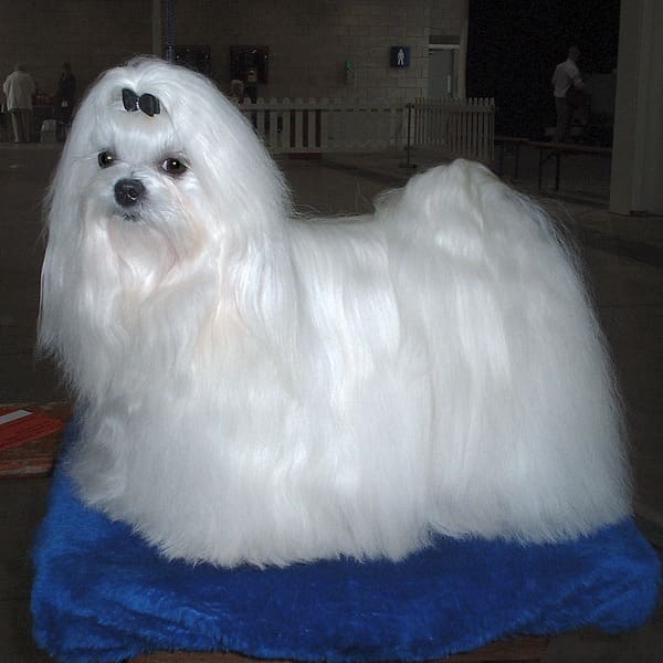Maltese Terrier