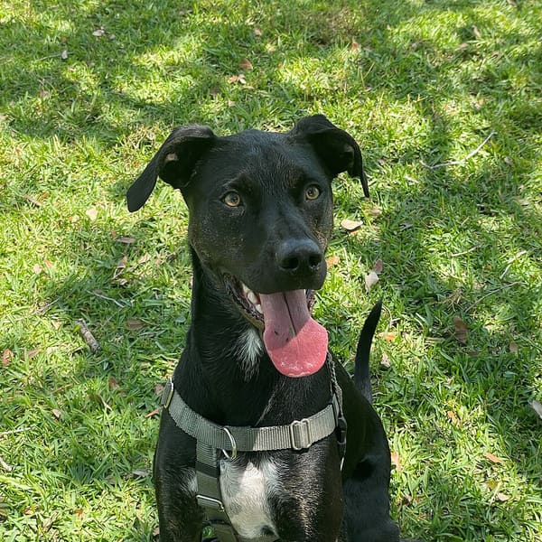 Melez / Sokak kökenli köpek