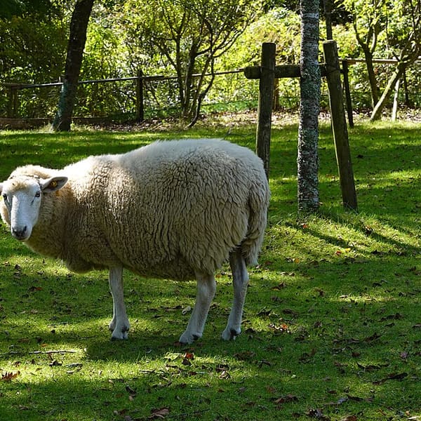 Merinos (Karacabey / Orta Anadolu / Konya Merinosu)