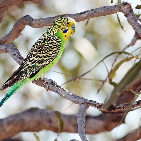 Muhabbet kuşu (Budgerigar)