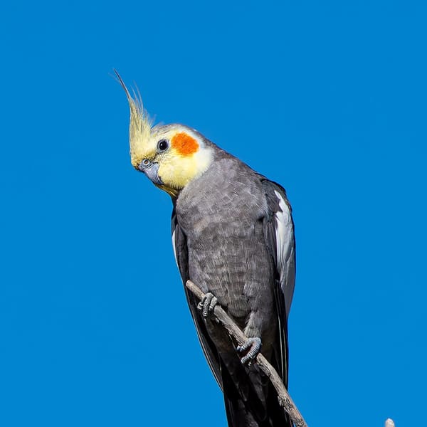 Sultan papağanı (Cockatiel)