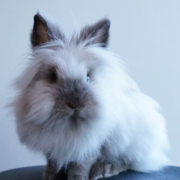 Aslan başlı (Lionhead)