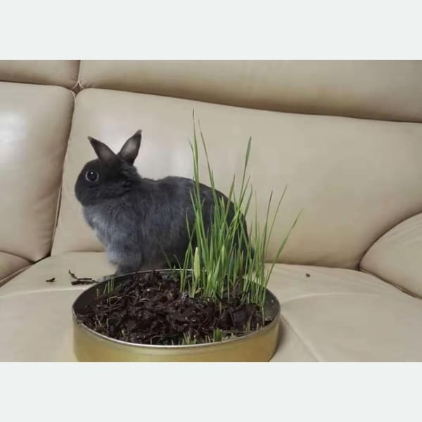 Cüce tavşan (Netherland Dwarf vb.)